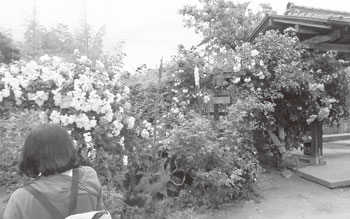 北区　さくらんぼ狩りとバラ園バスツアー