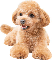 犬