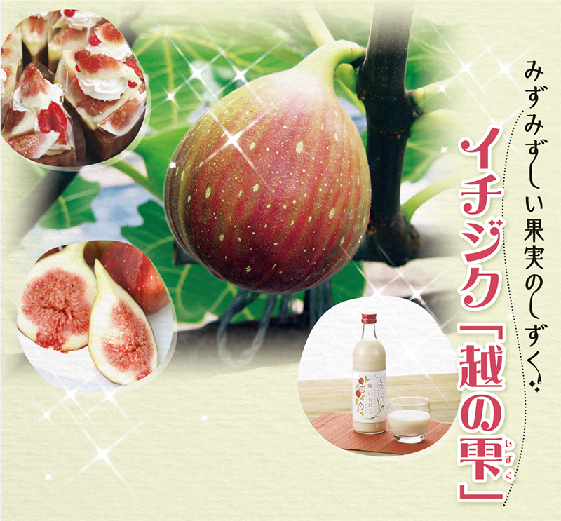 みずみずしい果実のしずく　イチジク「越の雫」