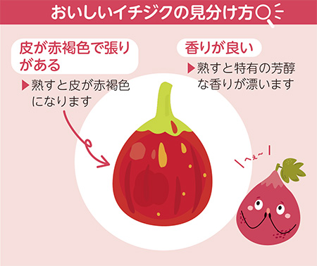 おいしいイチジクの見分け方