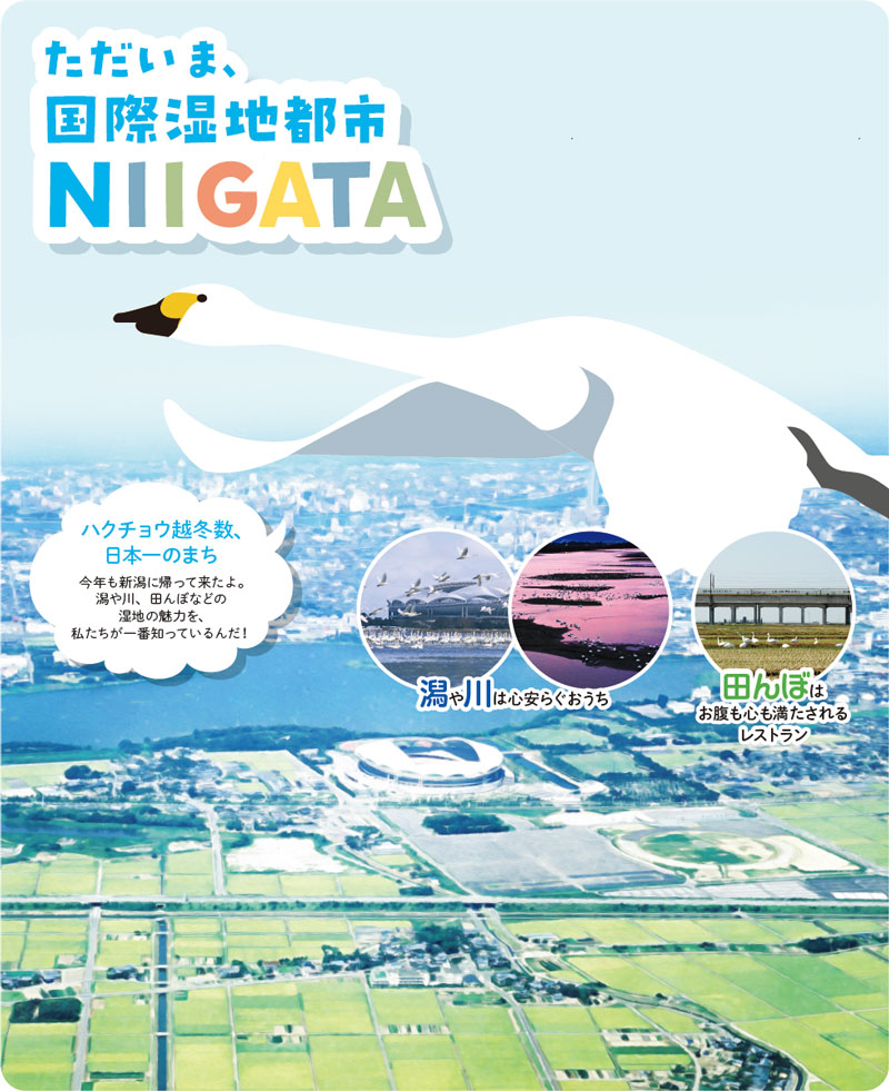 ただいま、国際湿地都市NIIGATA　ハクチョウ越冬数、日本一のまち