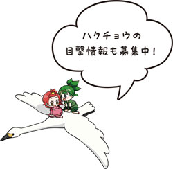 ハクチョウの目撃情報も募集中！