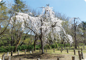 じゅんさい池公園