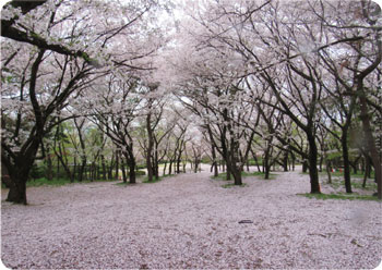鳥屋野潟公園