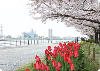 信濃川やすらぎ堤緑地