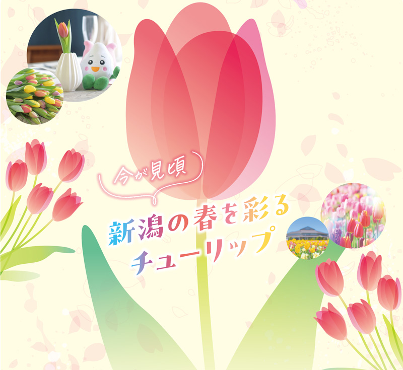 今が見頃 新潟の春を彩るチューリップ