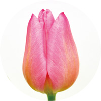 クリスマスドリーム