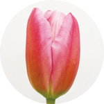 ジャンボピンク