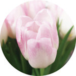 ファーストクラス