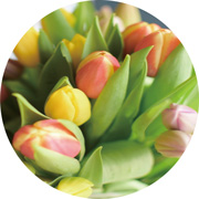 チューリップ花束