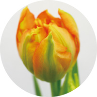 モンテオレンジ