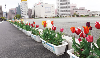 萬代橋チューリップフェスティバル