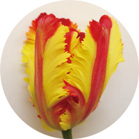 フレミングパーロット