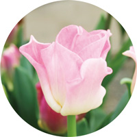 クラウンオブダイナスティ