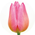 クリスマスドリーム