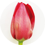 イルデフランス