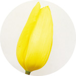 ストロングゴールド