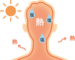 熱 熱 熱 塩 塩 塩