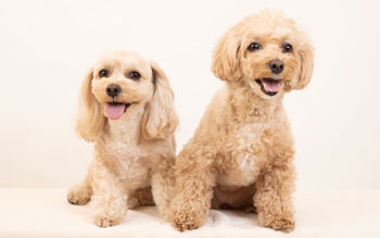犬の飼い方相談会