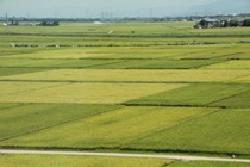 越後平野の田園風景の写真