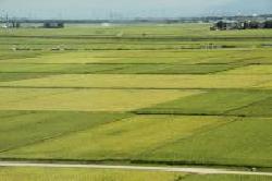 新潟平野の田園風景の写真
