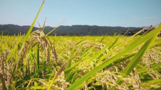 ムービーサムネイル(NIIGATA RICE 生産編)