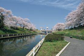 桜遊歩道公園の写真