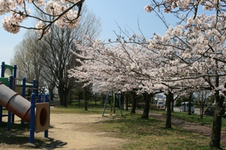大山台公園の桜