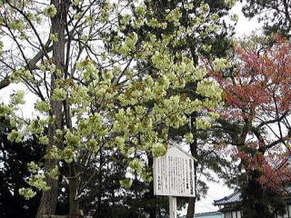 大形神社の桜