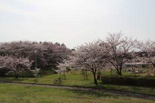 津島屋公園の桜