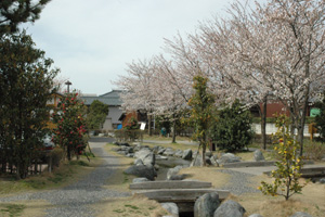 亀田排水路公園の桜の写真