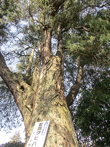 「ヒヨクヒバ」の木の写真