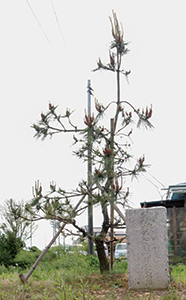 「閑院宮春仁王殿下視察記念樹」の碑と松の木の写真