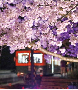 ライトアップされた桜の奥にかぼちゃ電車の写真