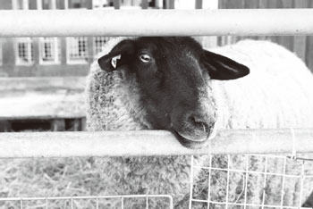 ヤギ・羊の餌やり体験