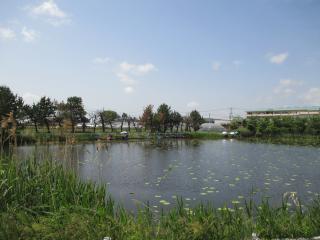 金巻の池の写真